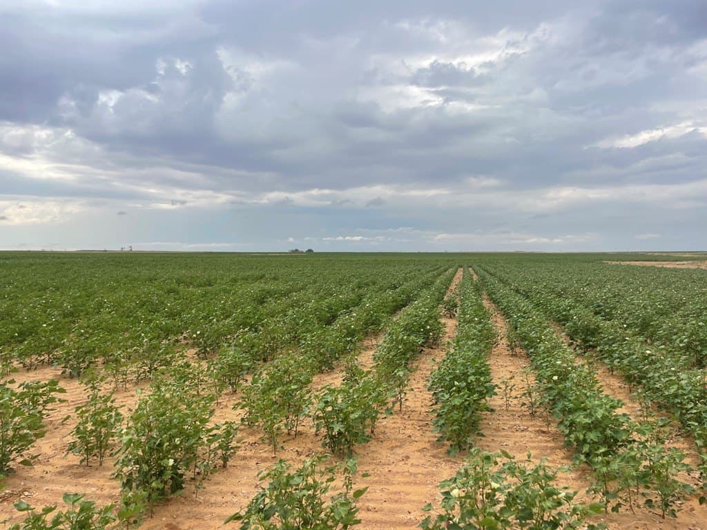 160 acres in Mitchell County gallery image 2