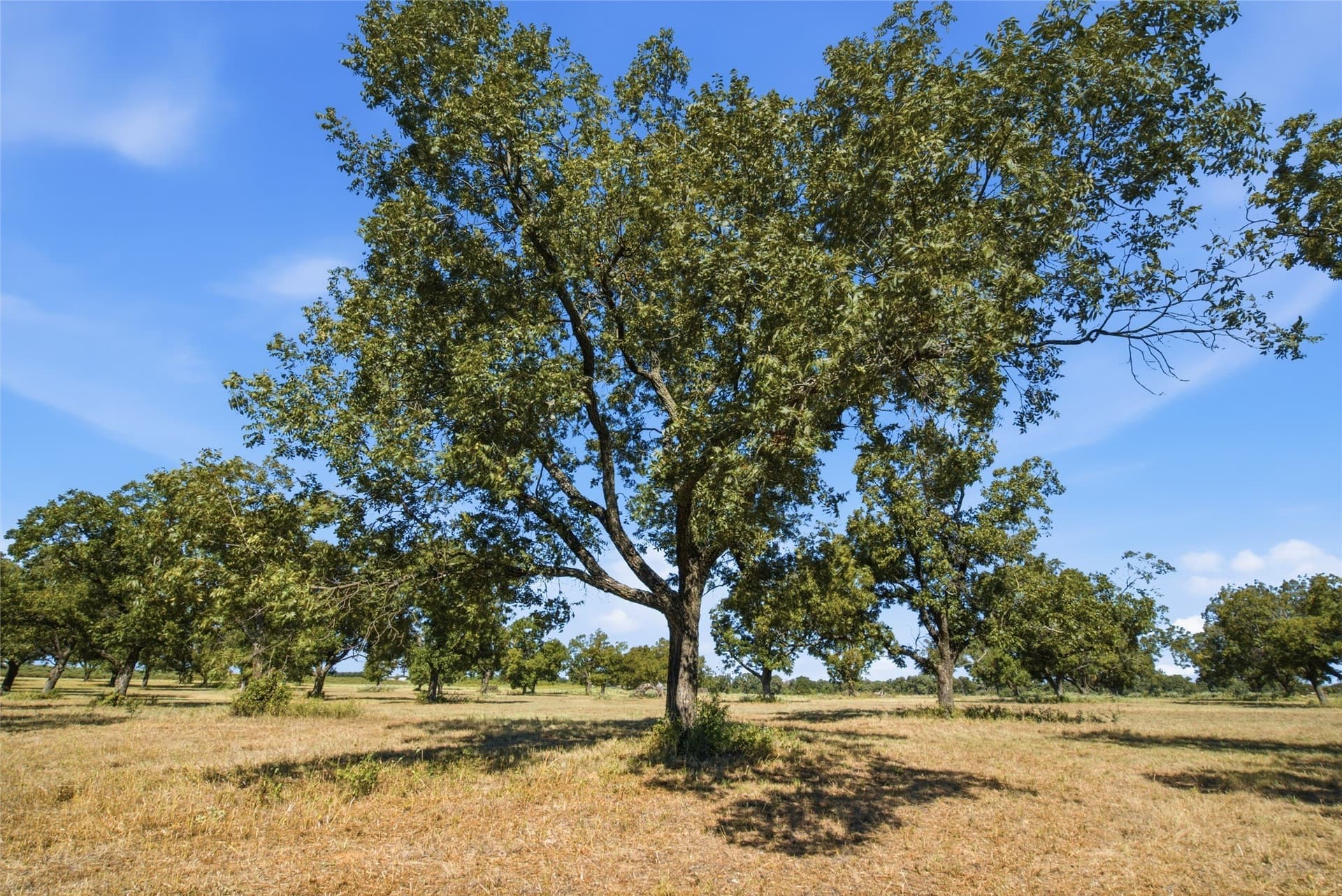30.87 acres in Parker County - photo 10