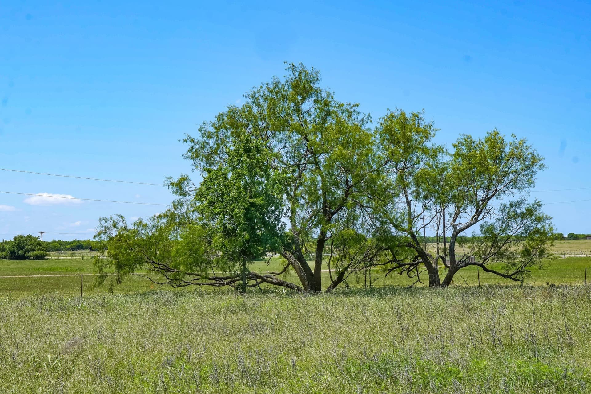 20.92 acres in Jack County gallery image 3
