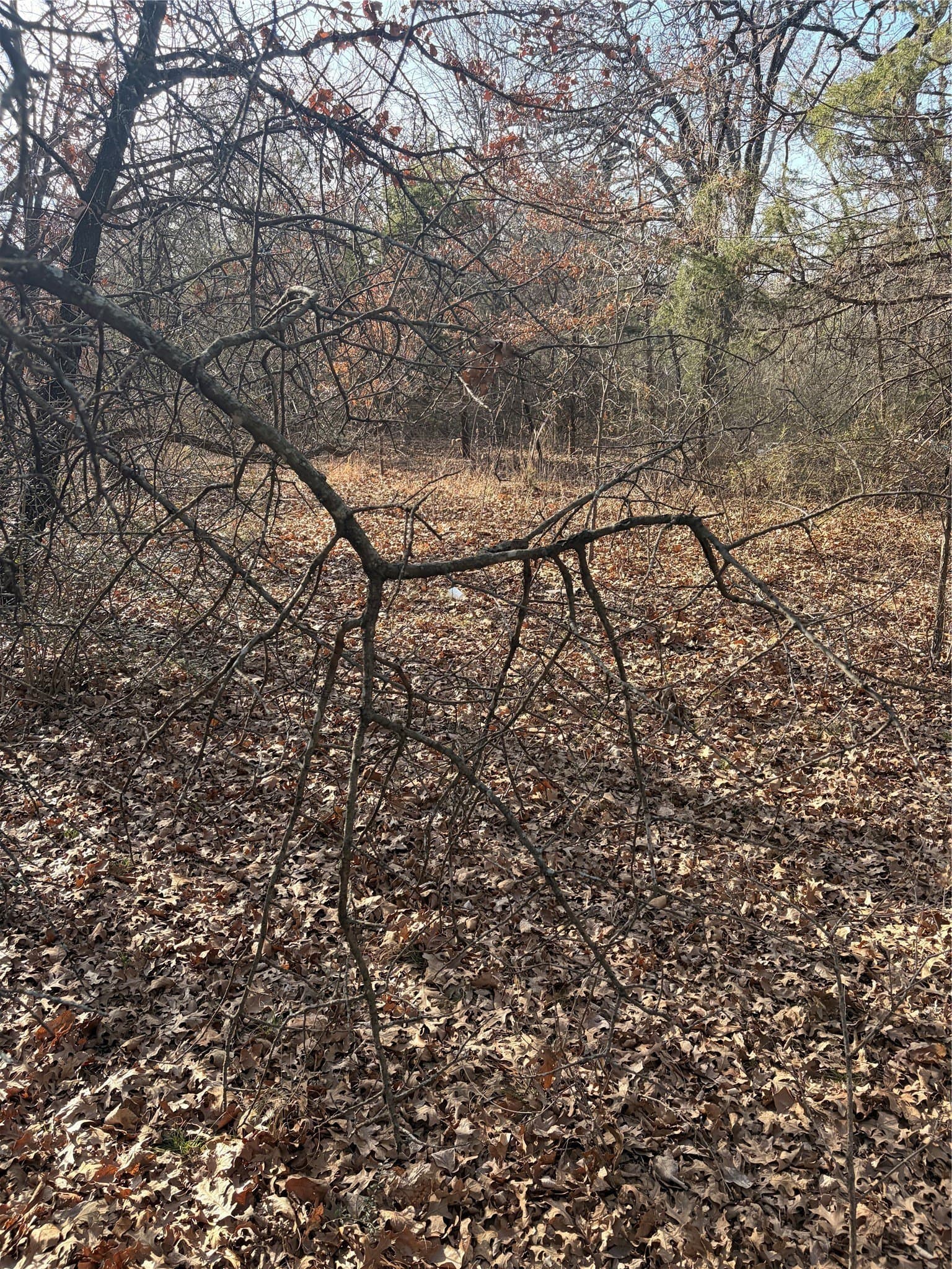 0.64 acres in Dallas County gallery image 3