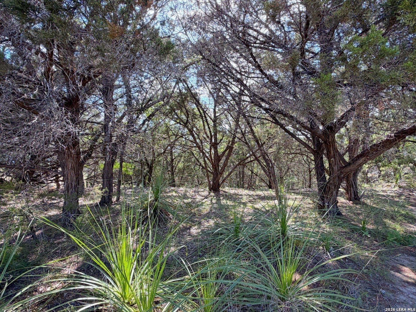 0.26 acres in Comal County - photo 12