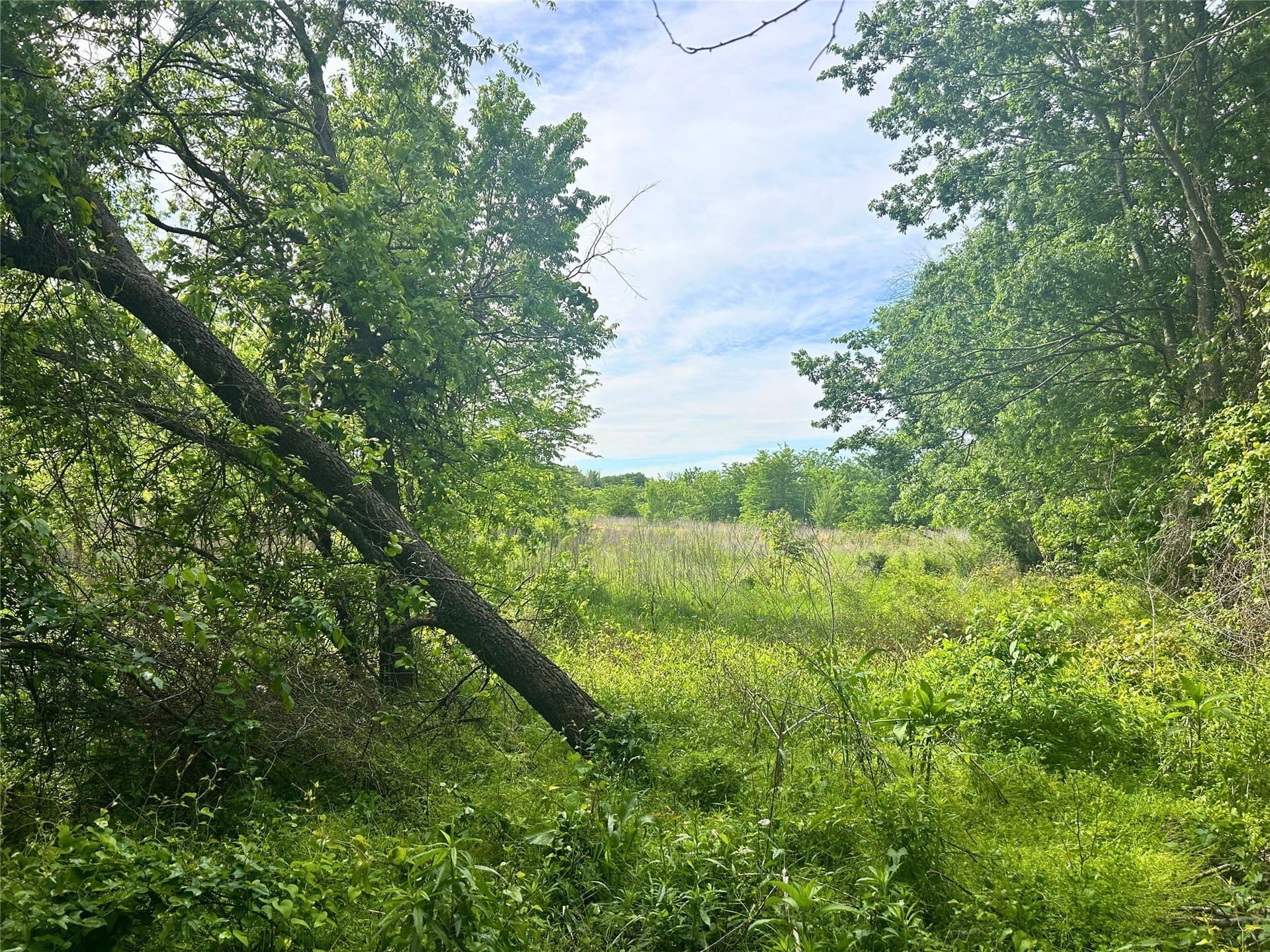 10.96 acres in Rains County featured view
