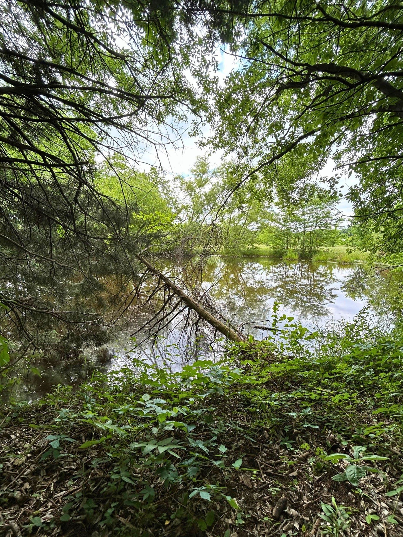 10.96 acres in Rains County - photo 7