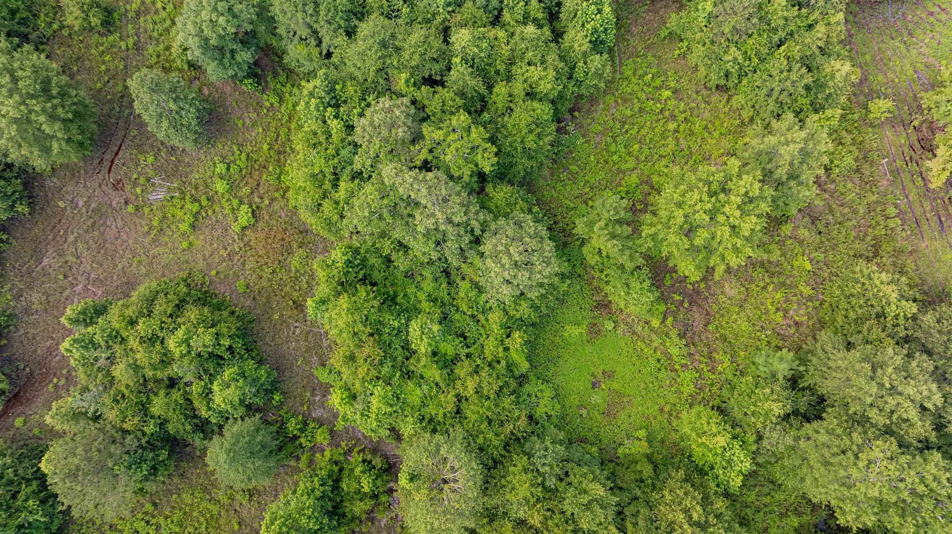 4.64 acres in Harrison County - photo 15