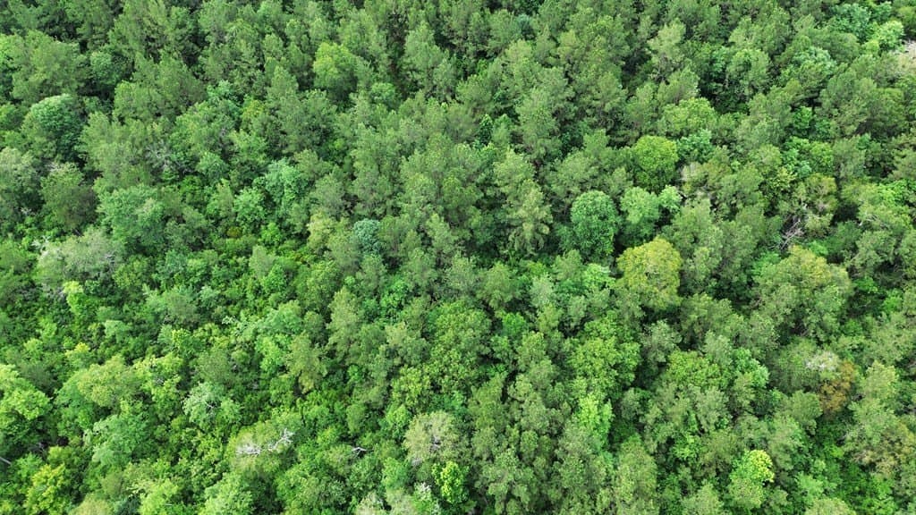 55.1 acres in Texas County featured view