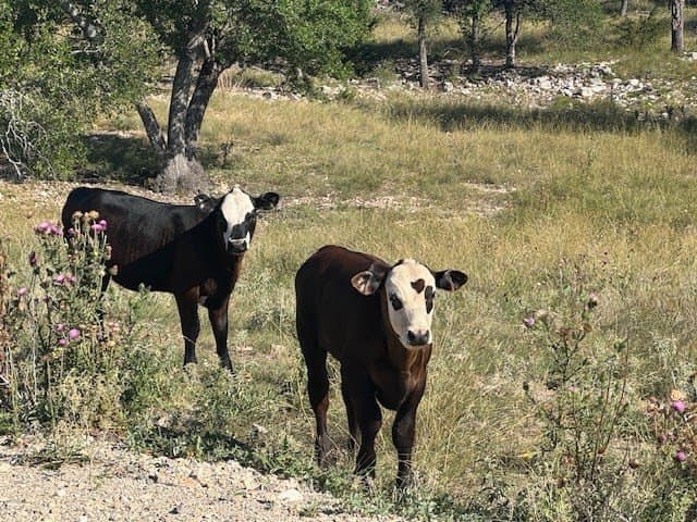 10.02 acres in Kerr County - photo 10