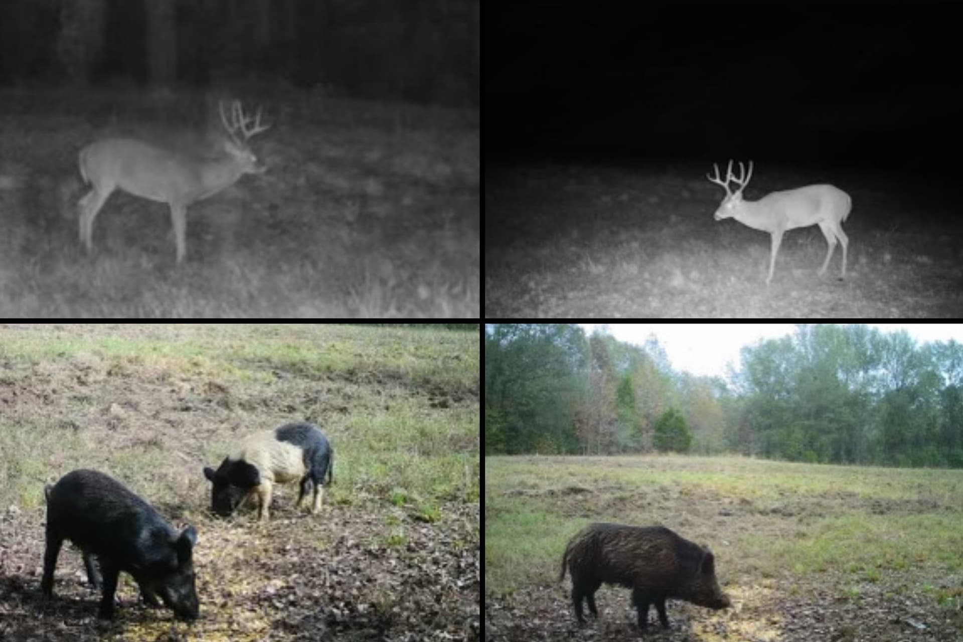 94.16 acres in Smith County gallery image 4