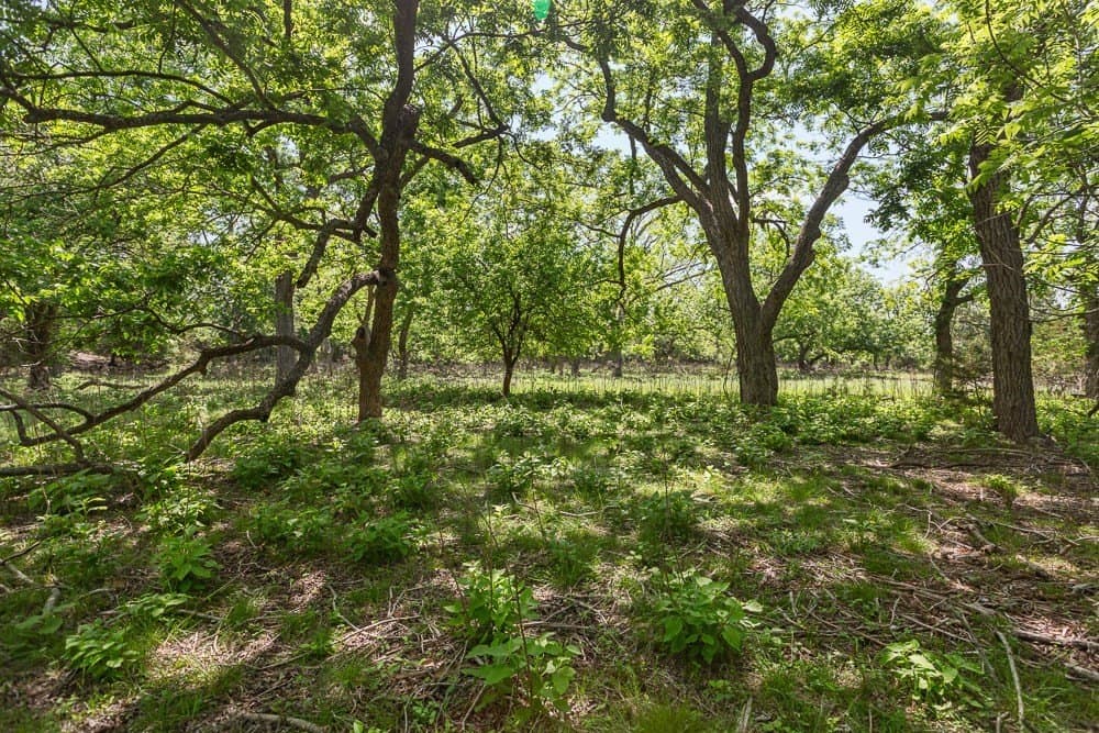 10.05 acres in Blanco County - photo 12