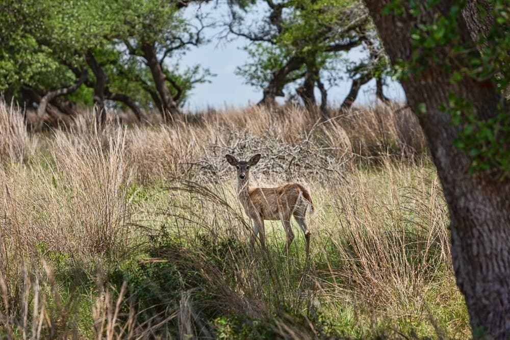 10.05 acres in Blanco County - photo 14