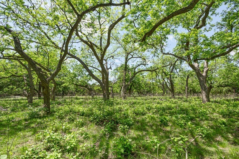 10.05 acres in Blanco County - photo 9