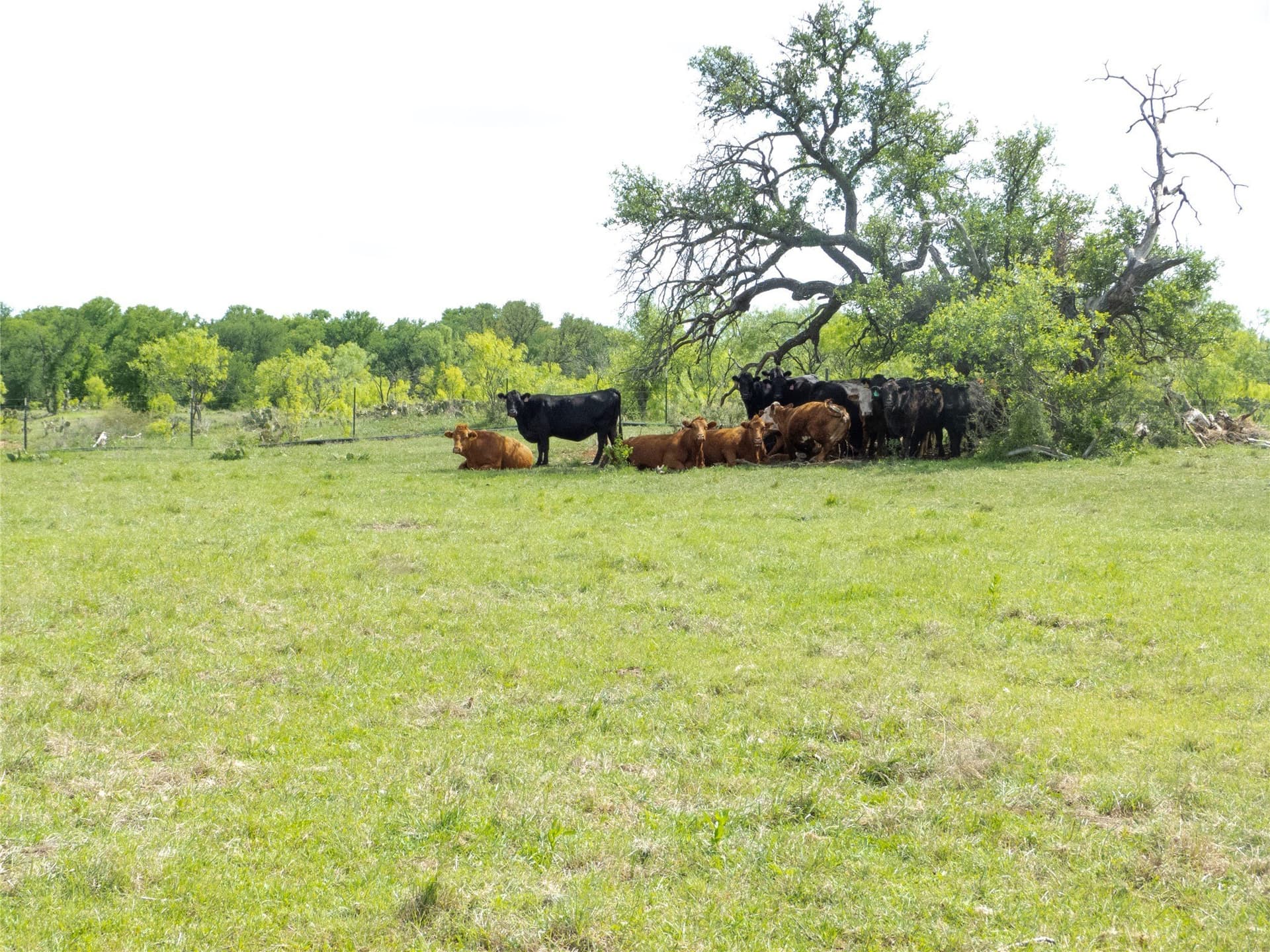 246 acres in Brown County - photo 8