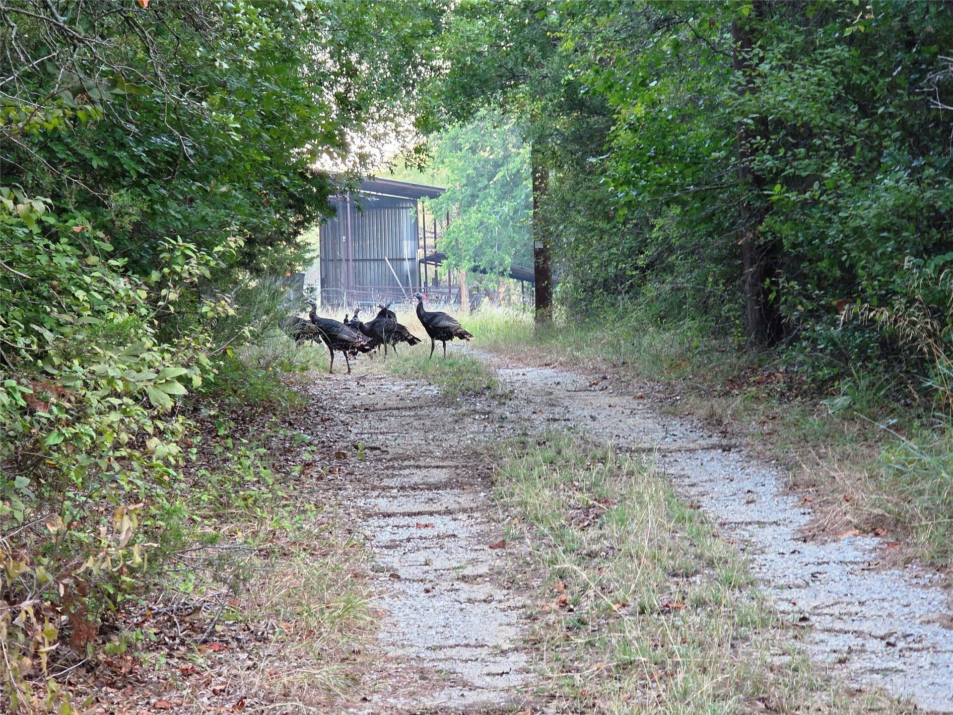 224.2 acres in Eastland County