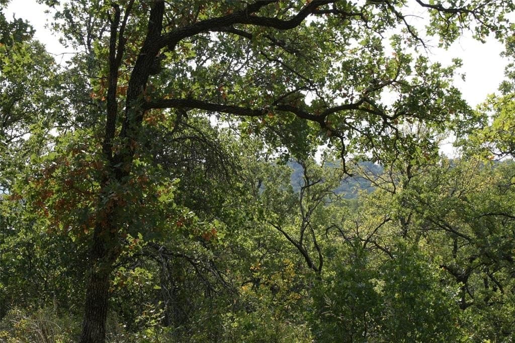 1.06 acres in Palo Pinto County gallery image 4