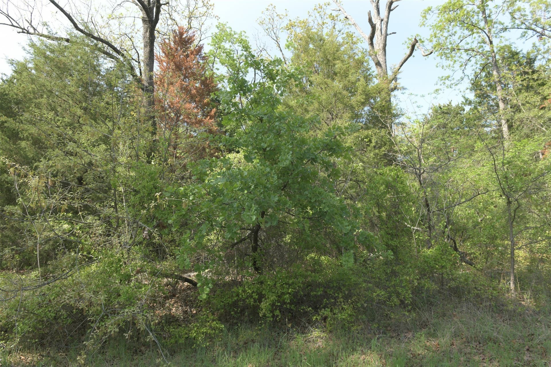 0.23 acres in Henderson County - photo 18
