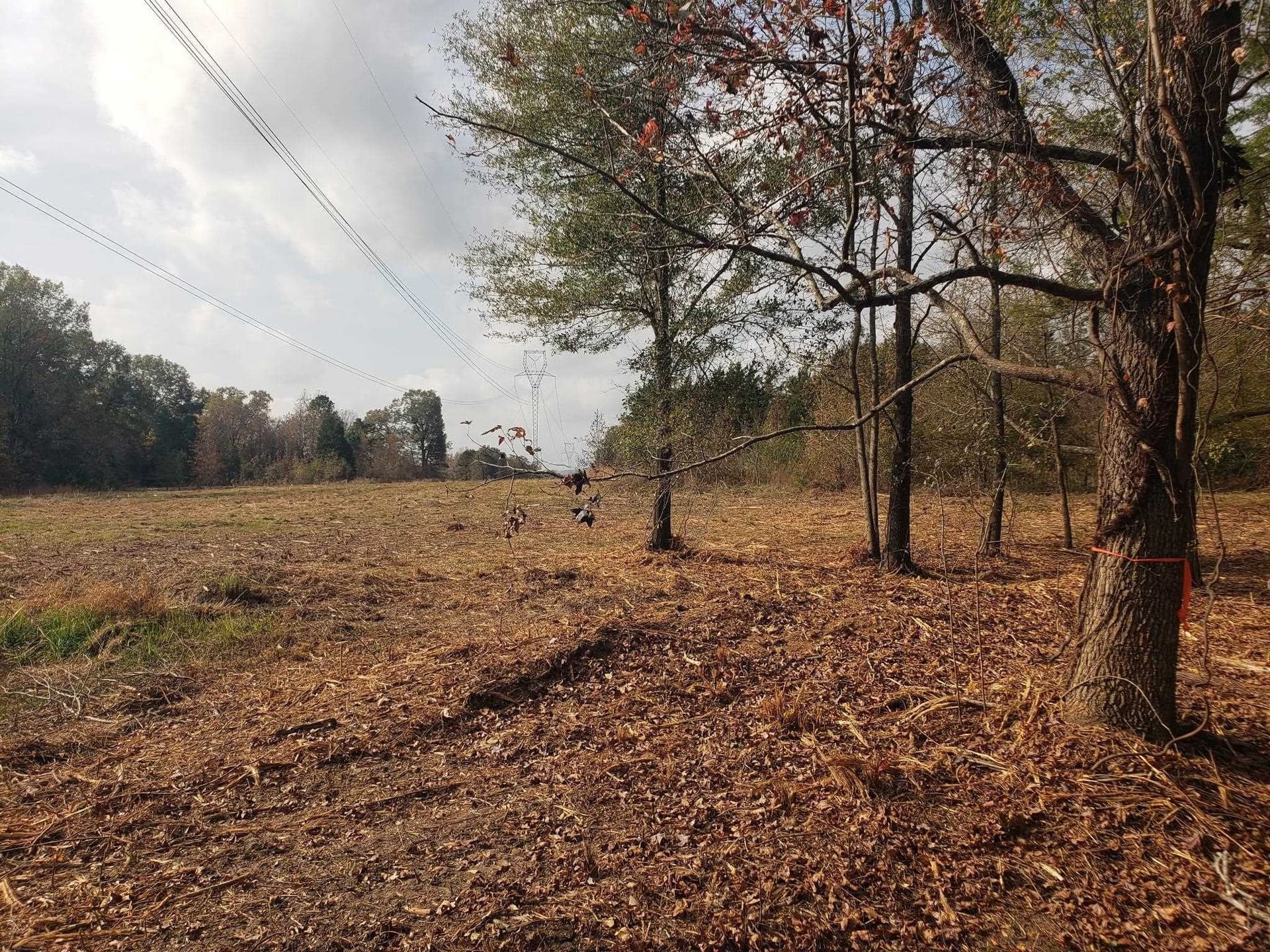 10.1 acres in Panola County gallery image 2