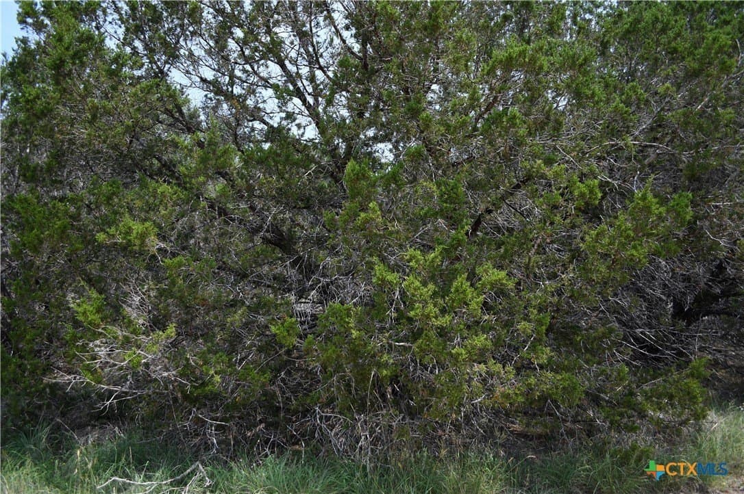 0.2 acres in Comal County - photo 8