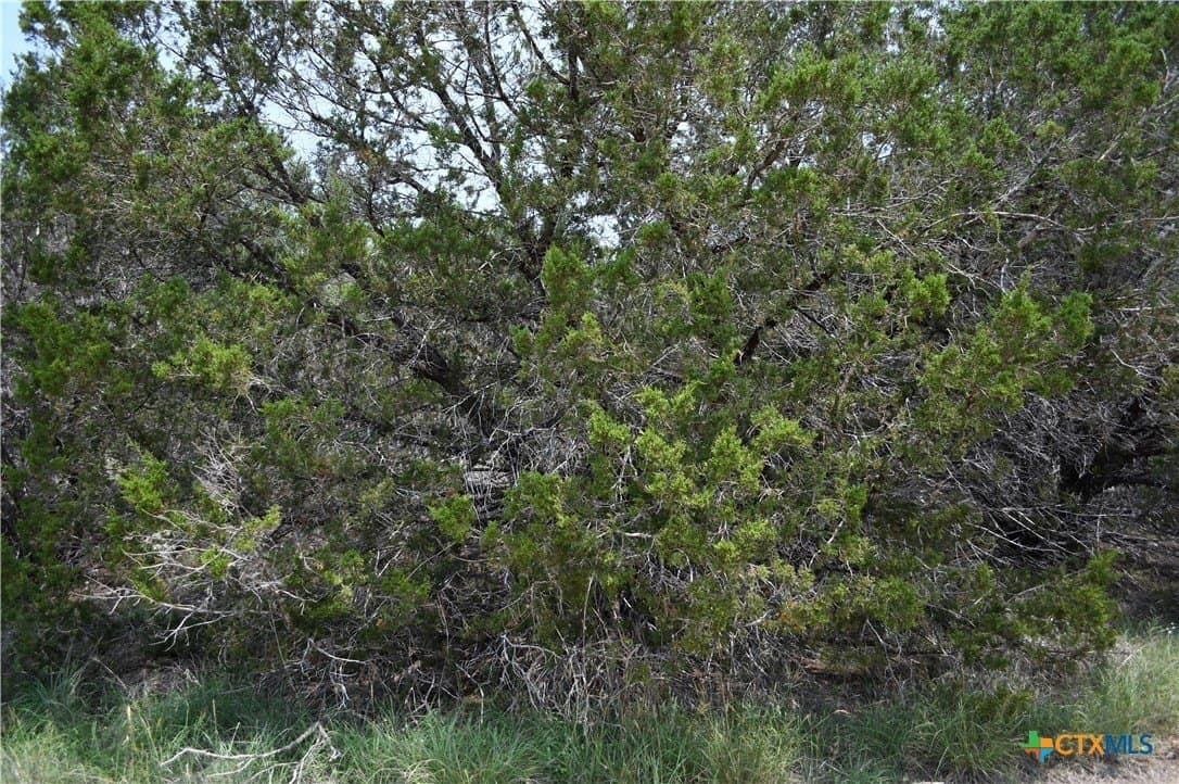 0.2 acres in Comal County - photo 9