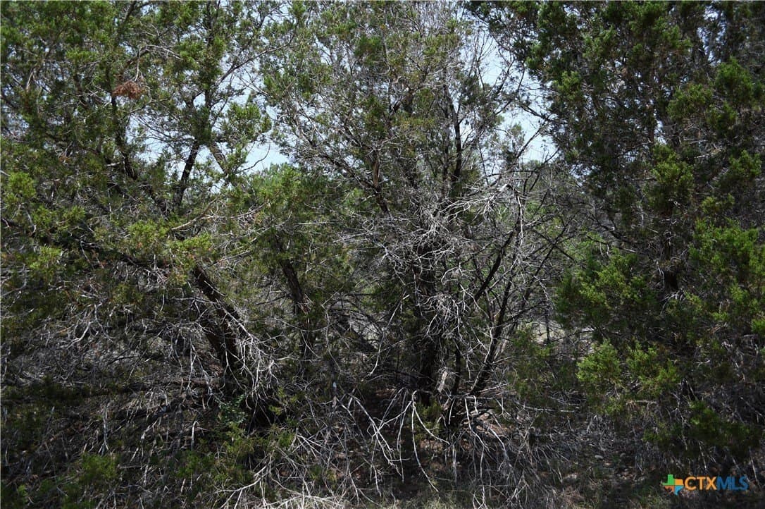 0.2 acres in Comal County - photo 10