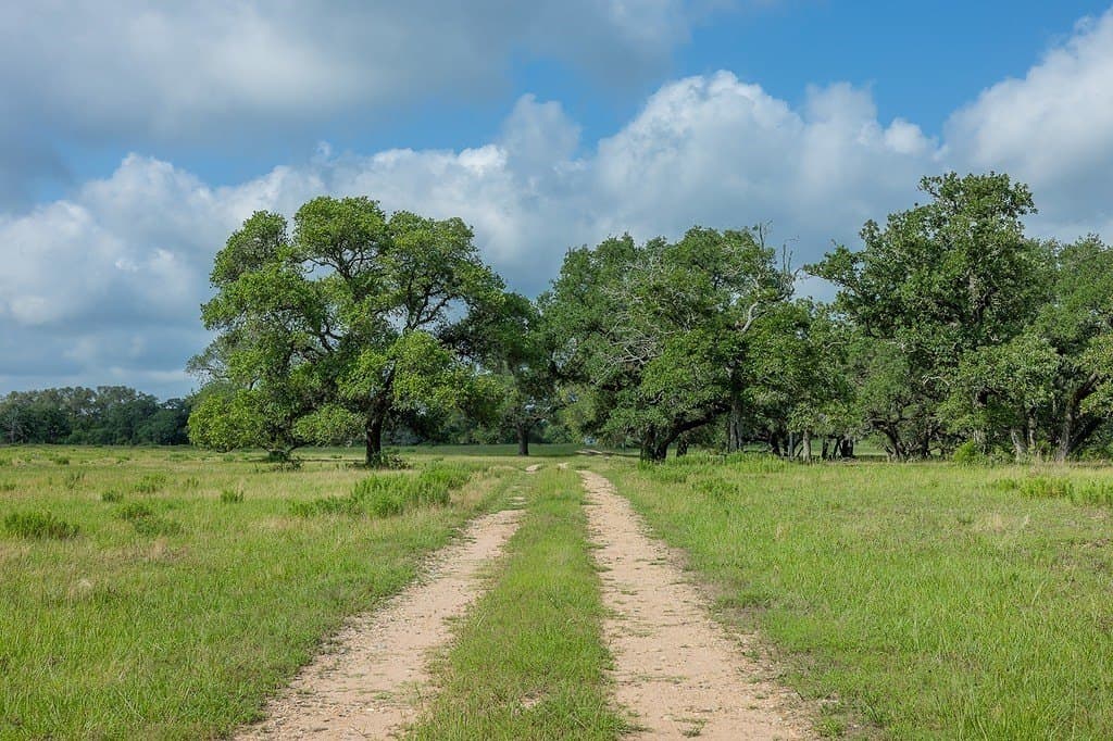535.78 acres in Colorado County gallery image 2