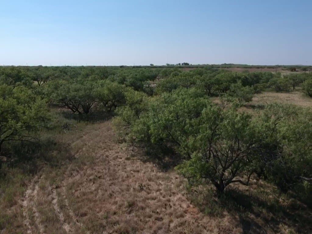 29.16 acres in Young County - photo 11