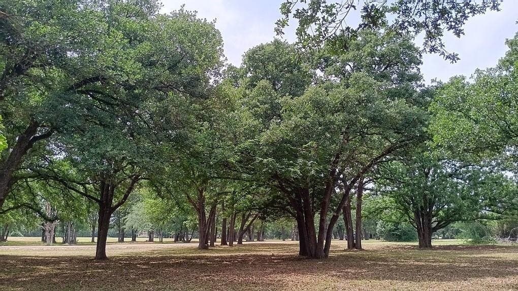 2.05 acres in Navarro County gallery image 2