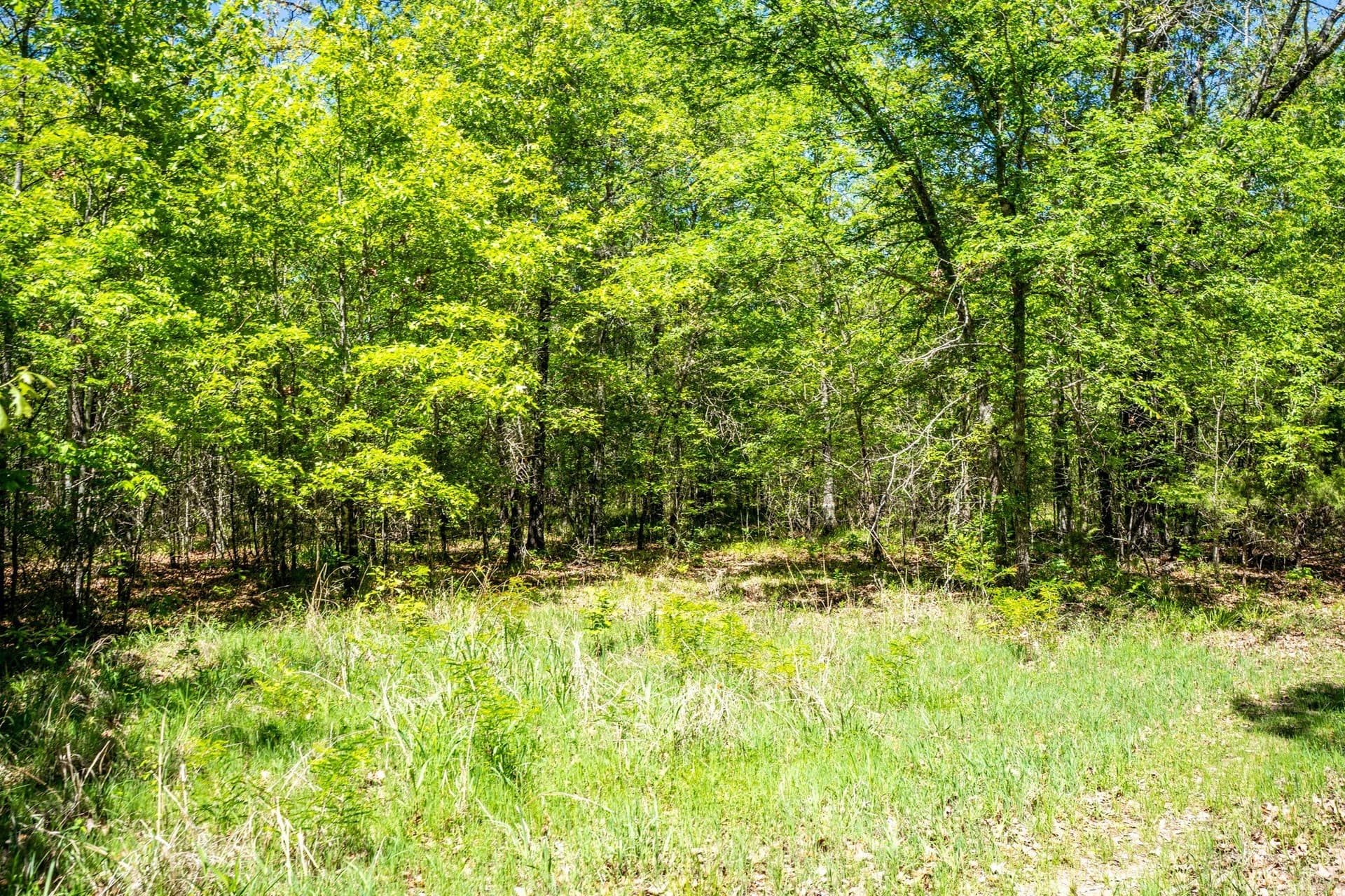 61 acres in Lamar County - photo 20