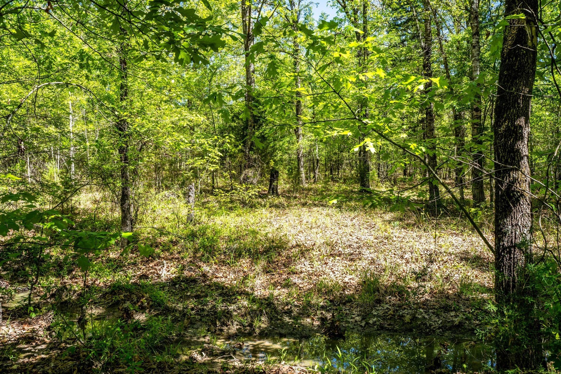 61 acres in Lamar County - photo 16