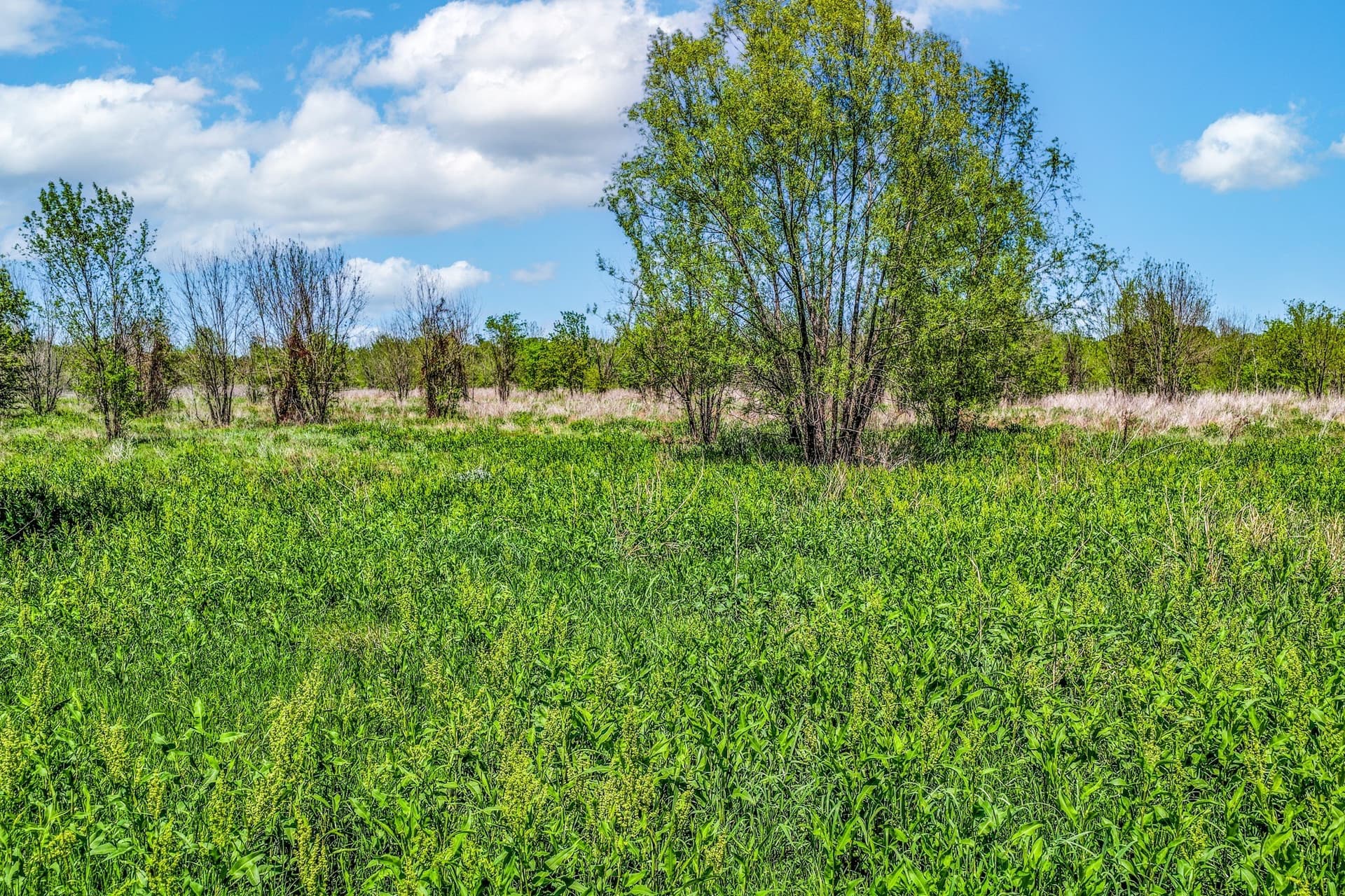 61 acres in Lamar County gallery image 3