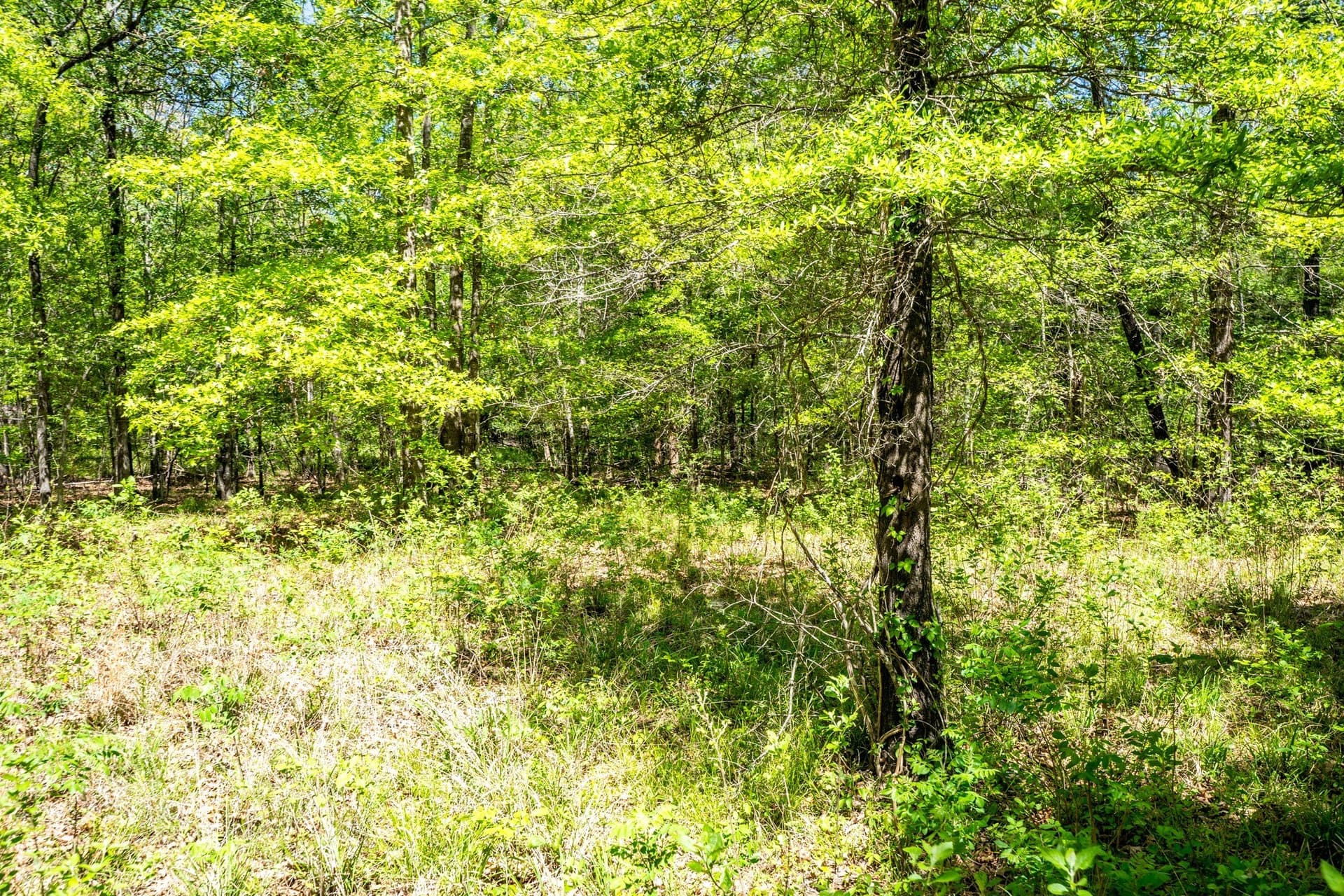 61 acres in Lamar County - photo 26
