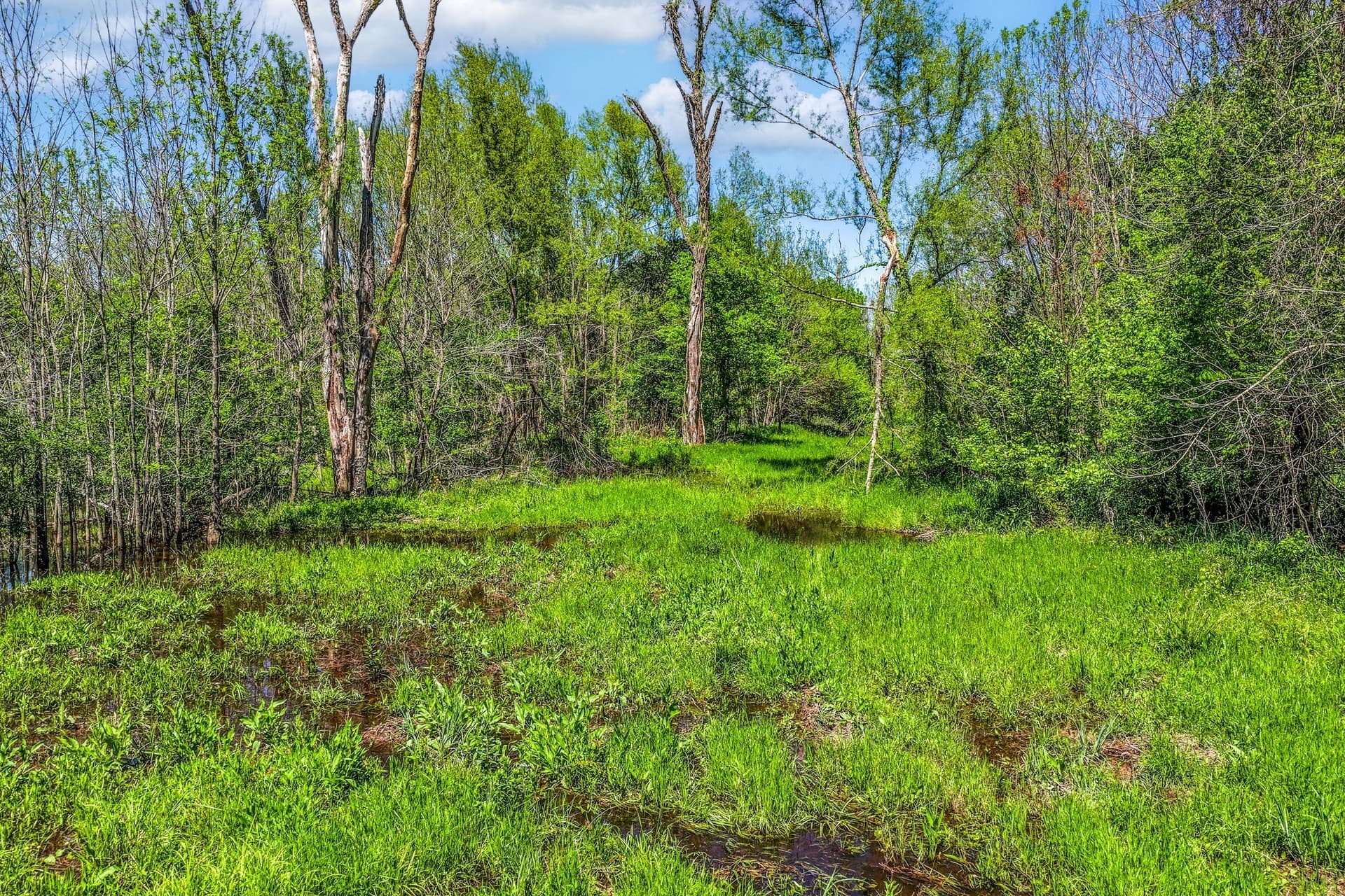 61 acres in Lamar County