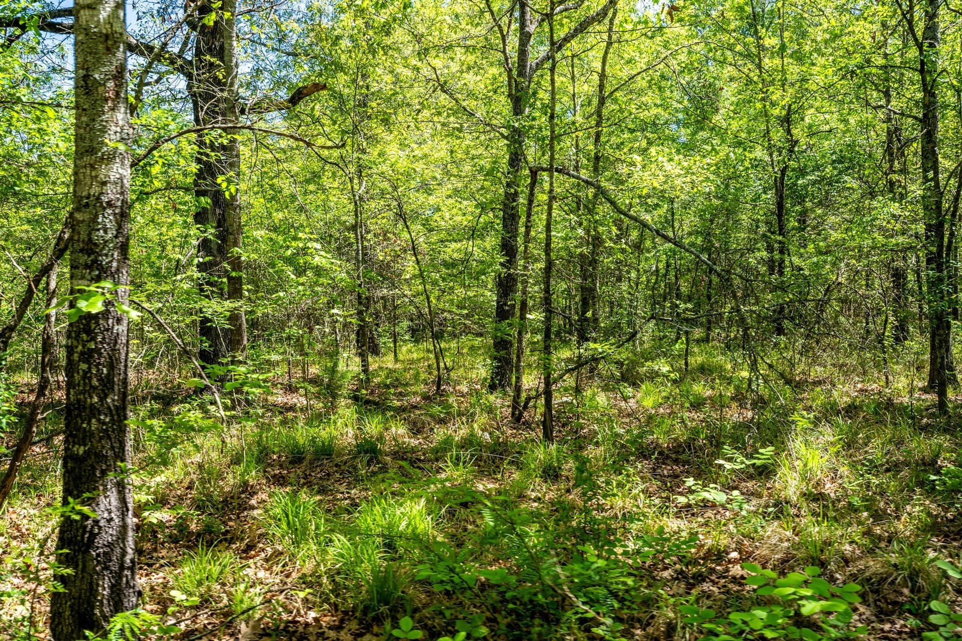 61 acres in Lamar County - photo 19