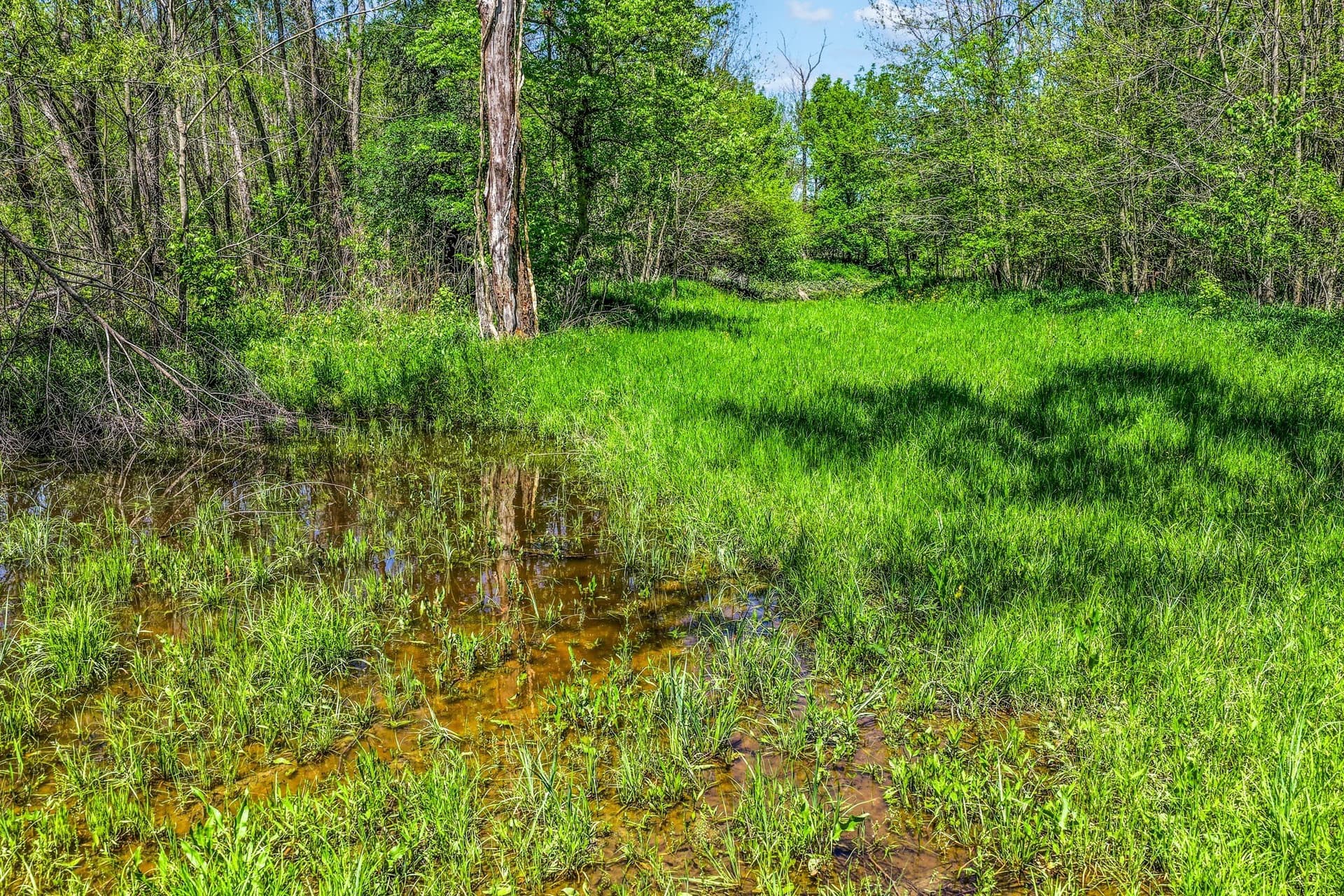 61 acres in Lamar County gallery image 2