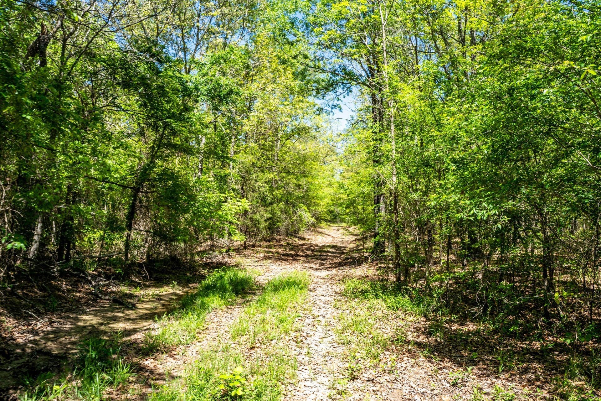 61 acres in Lamar County - photo 18