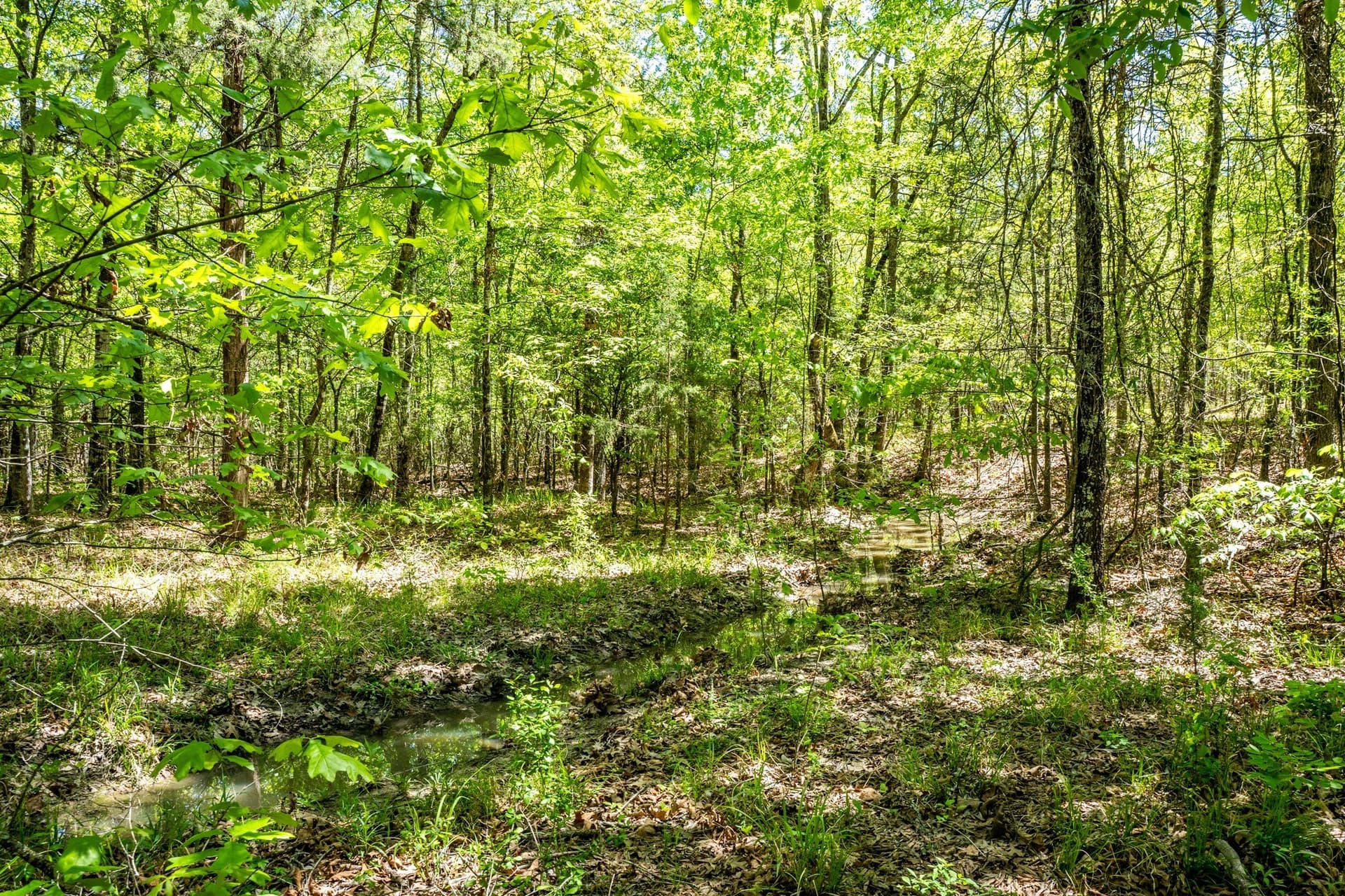61 acres in Lamar County - photo 17