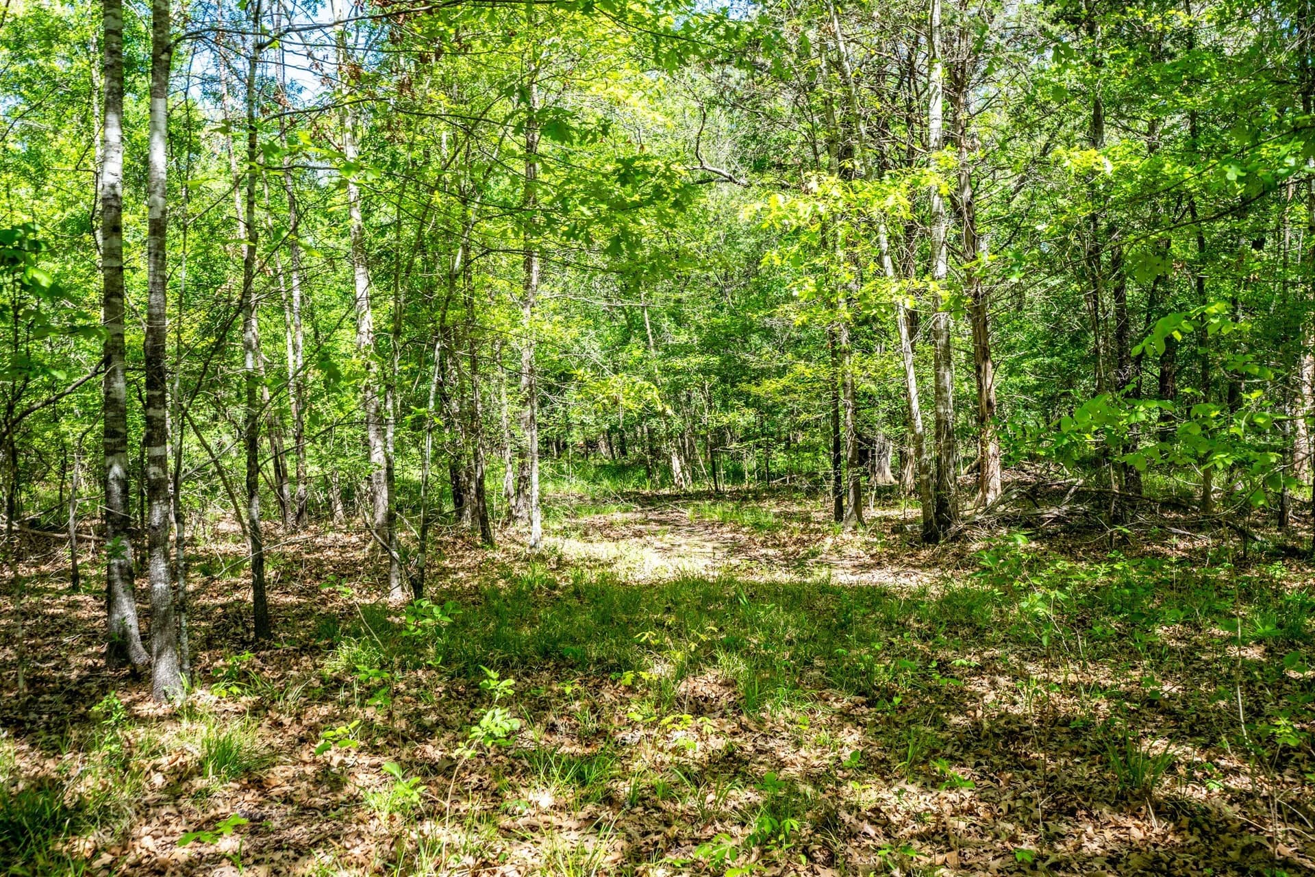 61 acres in Lamar County - photo 27