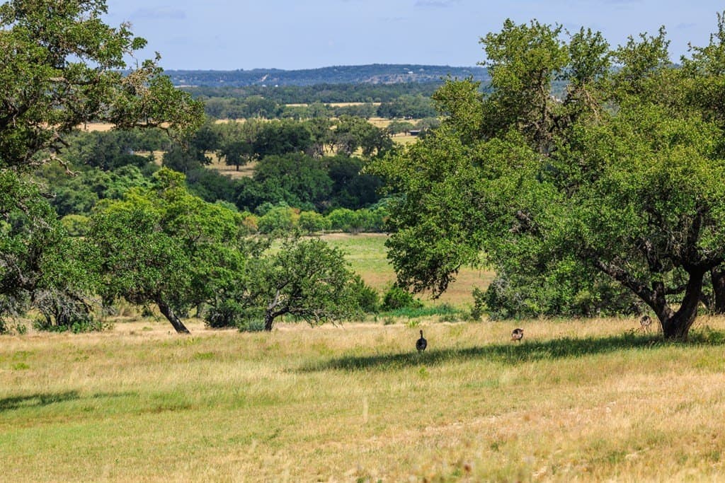 62 acres in Gillespie County - photo 37
