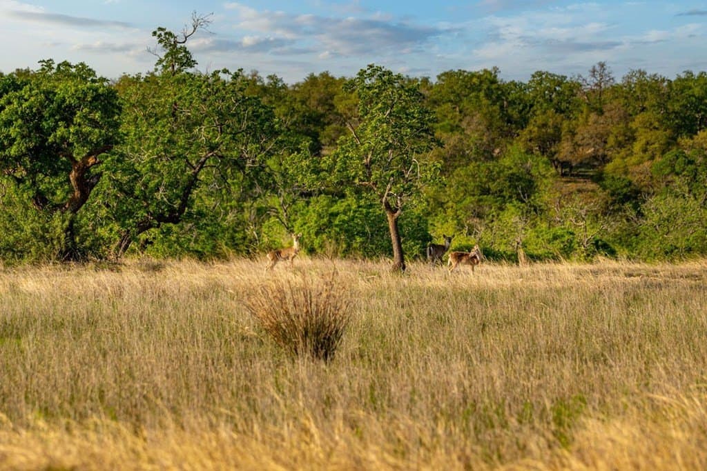 116 acres in Kendall County - photo 83