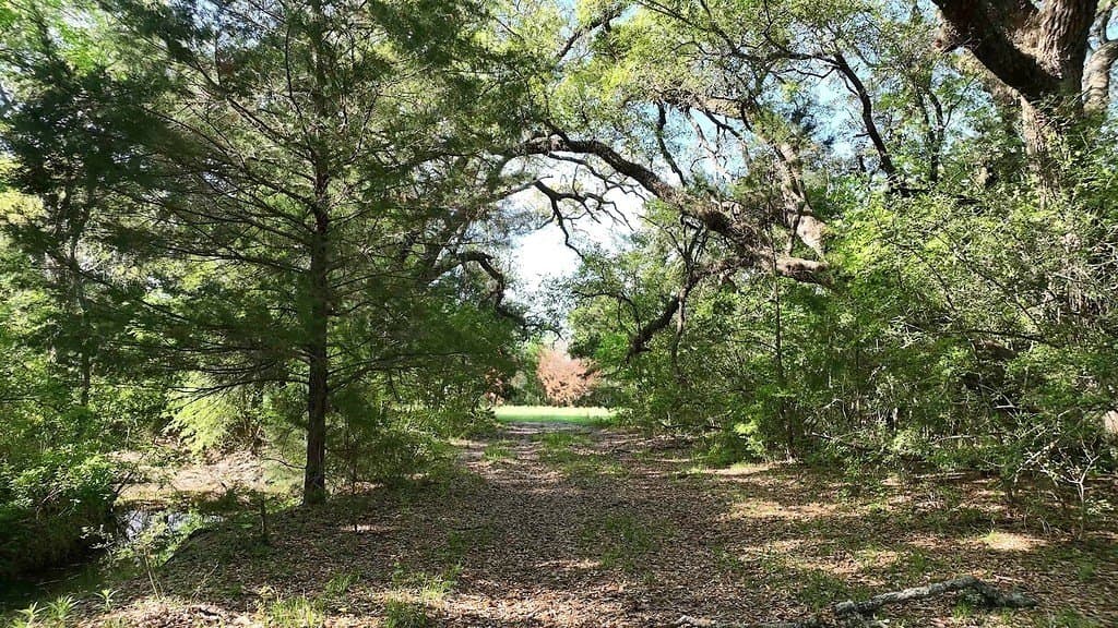 254 acres in Lee County gallery image 4