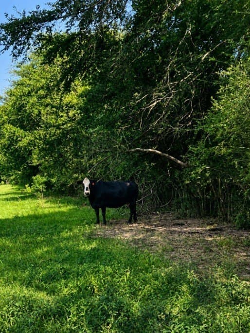 113 acres in Texas County - photo 16