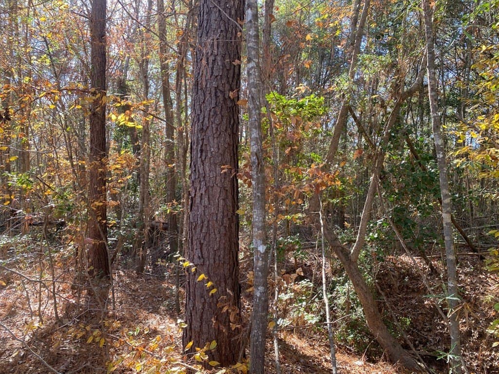 1.22 acres in Texas County featured view