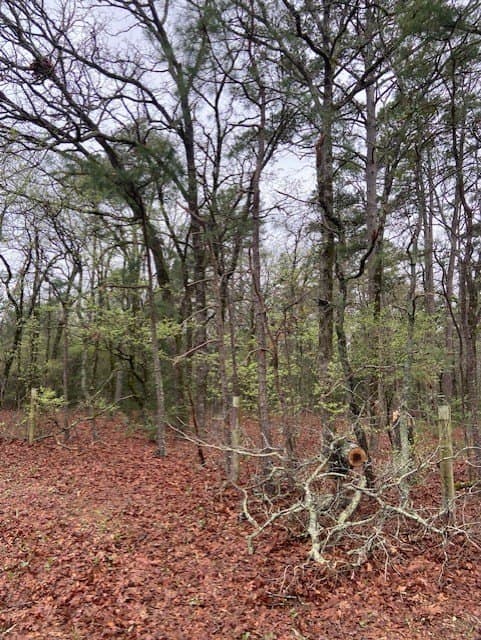 4.17 acres in Wood County featured view