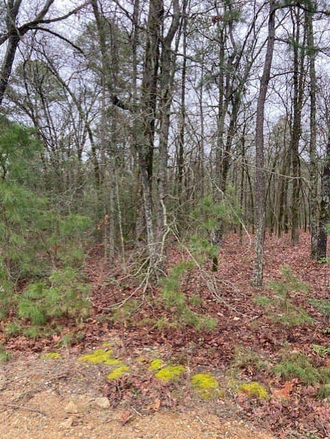 4.17 acres in Wood County gallery image 2