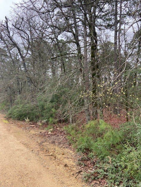4.17 acres in Wood County gallery image 4