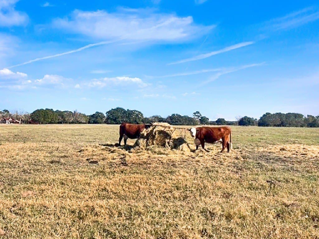 65 acres in Colorado County gallery image 4