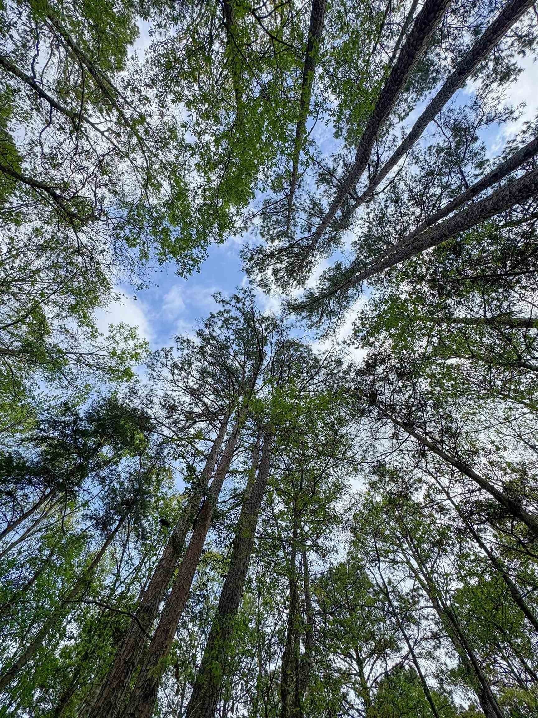 11.8 acres in Cass County featured view