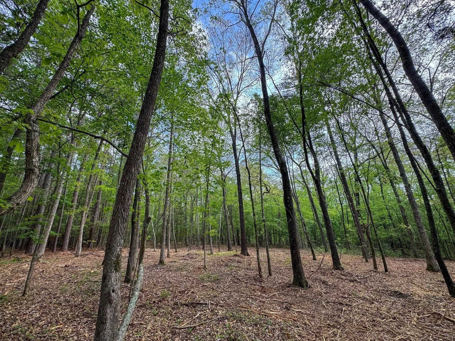 11.8 acres in Cass County gallery image 4