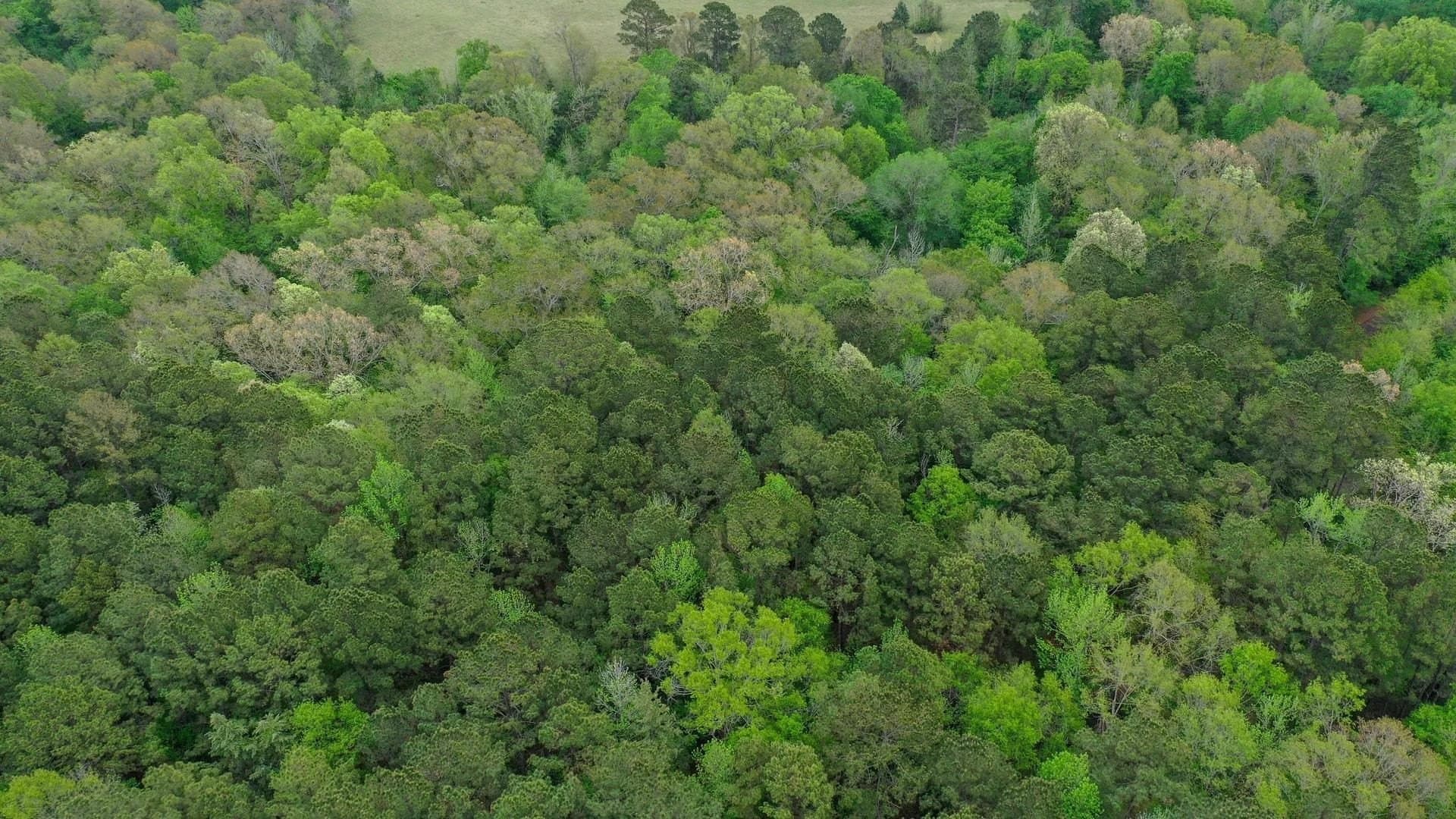 11.8 acres in Cass County gallery image 3