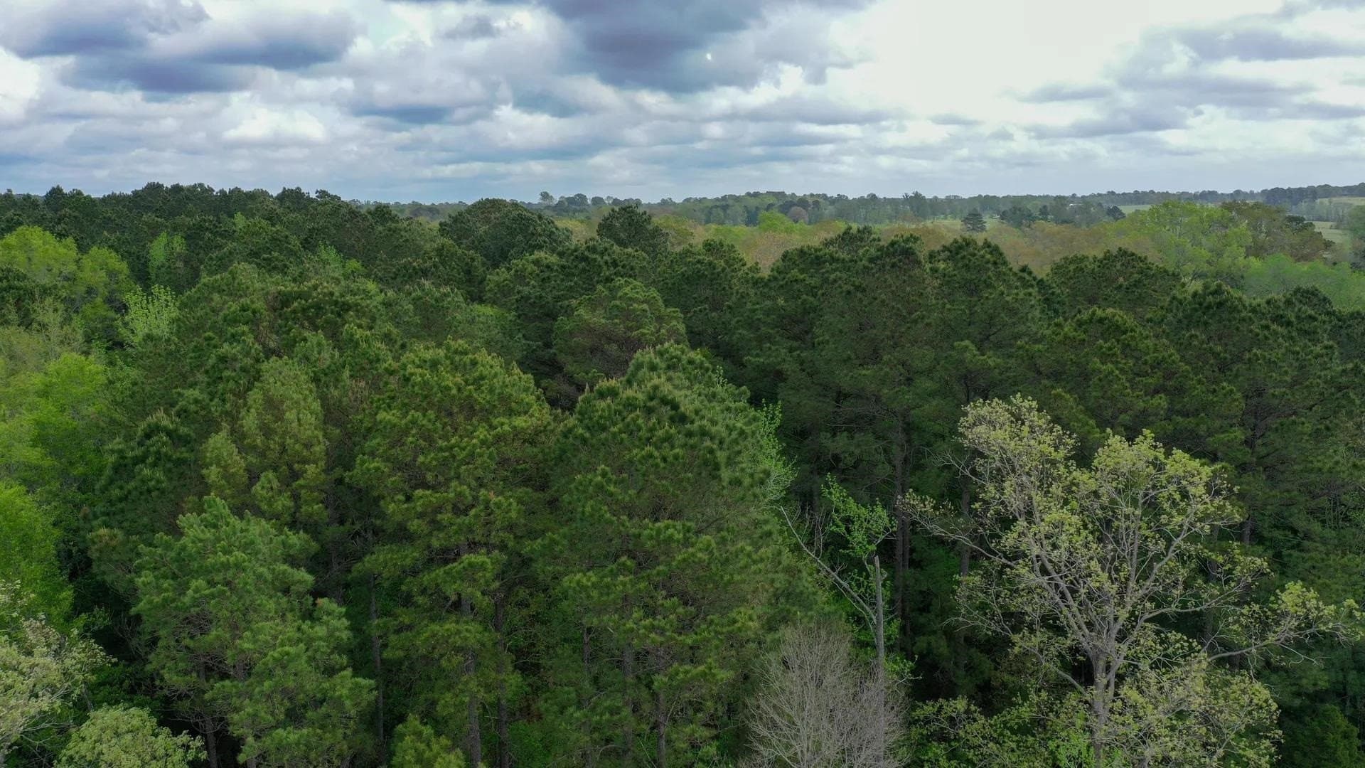 11.8 acres in Cass County gallery image 2