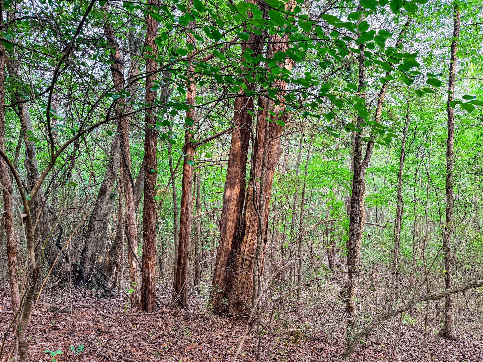 22.5 acres in Smith County - photo 32