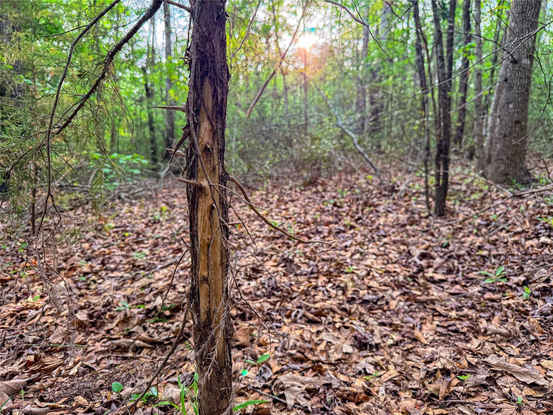 22.5 acres in Smith County - photo 39